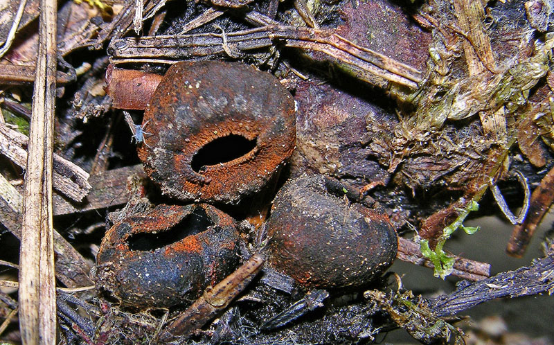 Plectania melastoma. Scheda fotografica